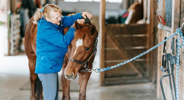 Equine Groom Apprenticeship Standard