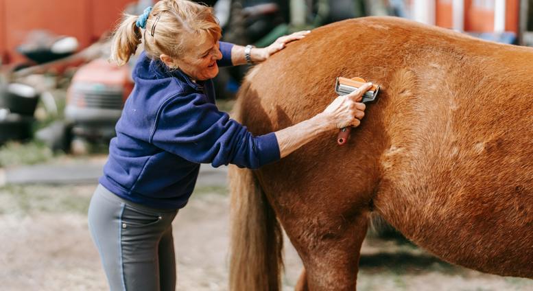 Senior Equine Groom Apprenticeship Standard